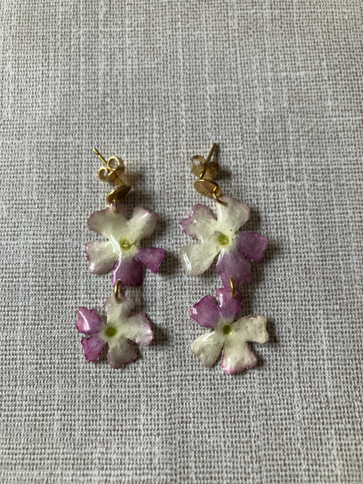*Flores*.   Verbena rosa y blanca