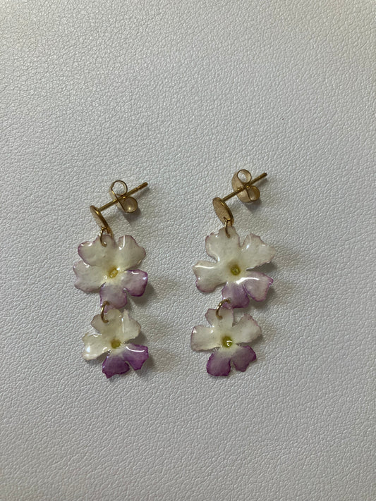 Verbena rosa y blanca